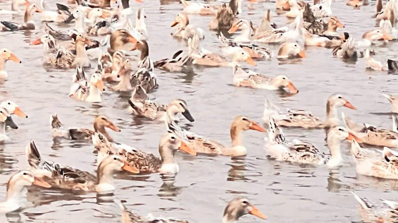 Nuôi vịt sạch lấy trứng